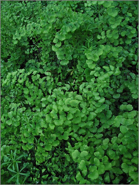 sm P31 Maidenhair Fern.jpg - The native Maidenhair Fern (Adiantum jordanii) grows prolifically on moist banks, but any dryness forces them to die back.